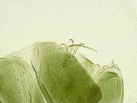 Echiniscus viridissimus image