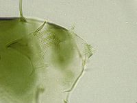 Echiniscus viridissimus image