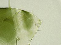 Echiniscus viridissimus image