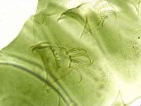 Echiniscus viridissimus image