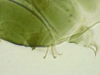 Echiniscus viridissimus image