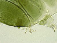 Echiniscus viridissimus image