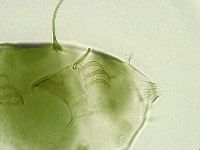 Echiniscus viridissimus image