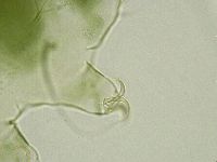 Echiniscus viridissimus image