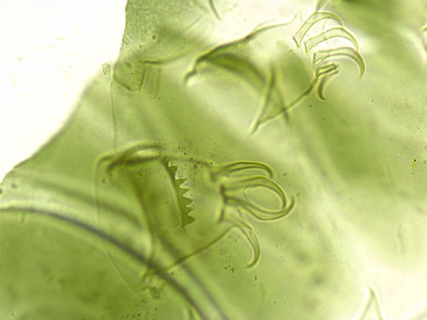 Echiniscus viridissimus image