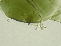 Echiniscus viridissimus image