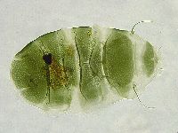 Echiniscus viridissimus image