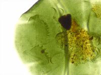 Echiniscus viridissimus image