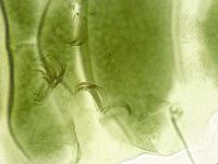 Echiniscus viridissimus image