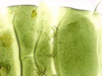Echiniscus viridissimus image