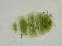 Echiniscus viridissimus image