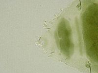 Echiniscus viridissimus image