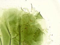 Echiniscus viridissimus image