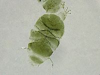 Echiniscus viridissimus image
