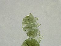 Echiniscus viridissimus image