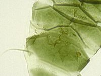 Echiniscus viridissimus image