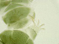 Echiniscus viridissimus image