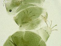 Echiniscus viridissimus image