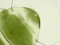Echiniscus viridissimus image