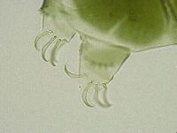 Echiniscus viridissimus image