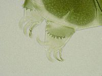 Echiniscus viridissimus image