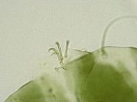 Echiniscus viridissimus image
