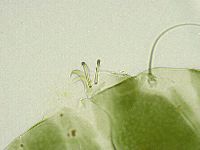 Echiniscus viridissimus image