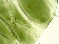 Echiniscus viridissimus image