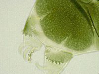 Echiniscus viridissimus image