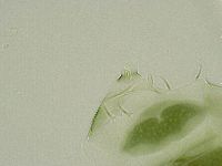 Echiniscus viridissimus image