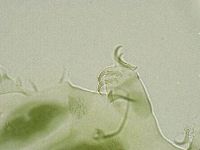 Echiniscus viridissimus image