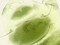 Echiniscus viridissimus image
