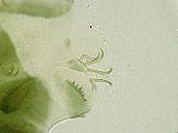 Echiniscus viridissimus image