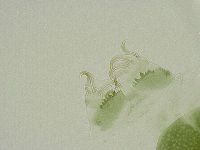 Echiniscus viridissimus image
