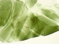 Echiniscus viridissimus image