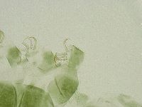 Echiniscus viridissimus image