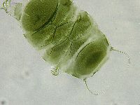 Echiniscus viridissimus image