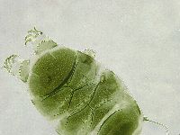 Echiniscus viridissimus image