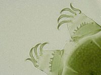 Echiniscus viridissimus image
