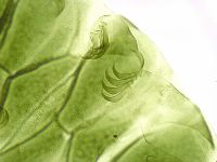 Echiniscus viridissimus image