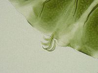 Echiniscus viridissimus image
