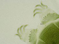 Echiniscus viridissimus image