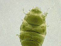 Echiniscus viridissimus image