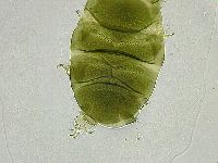 Echiniscus viridissimus image