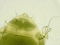 Echiniscus viridissimus image