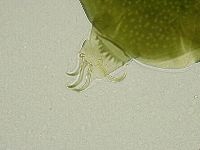 Echiniscus viridissimus image