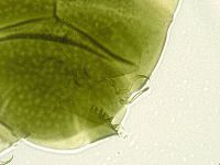 Echiniscus viridissimus image