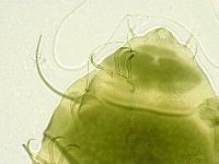 Echiniscus viridissimus image