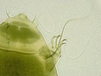 Echiniscus viridissimus image