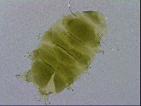 Echiniscus viridissimus image